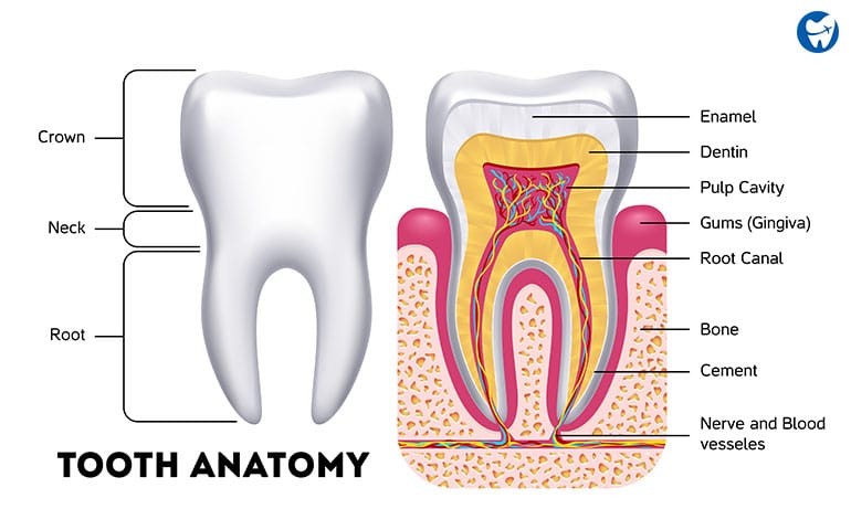 Root canals