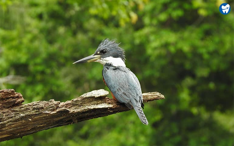 Tortuguero National Park in Costa Rica