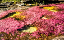 Caño Cristales