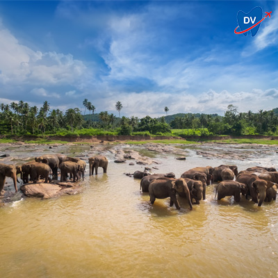 Yala national park