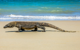 Komodo National Park, Indoneisa