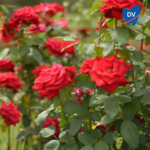 Rose Garden Chandigarh